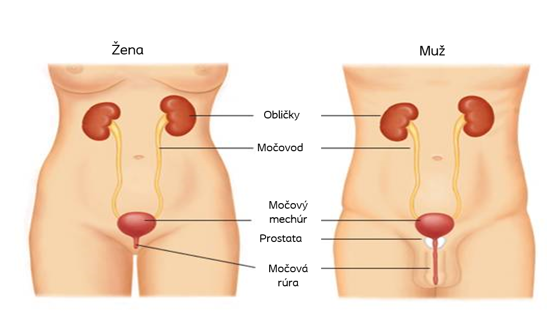 Urinary problems are typically caused by a dysfunction in the urinary system.
